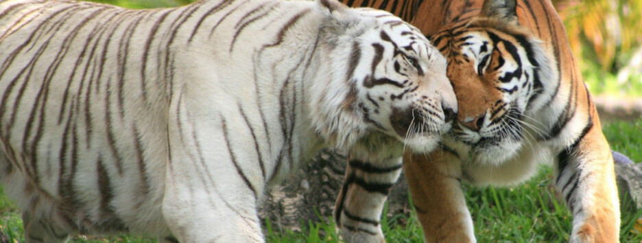 Ваш шанс обрести любовь: астролог назвала 