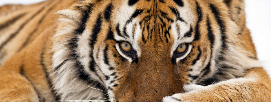 Тигр не любит слабых: астролог объяснила, у кого в 2022 жизнь круто поменяется