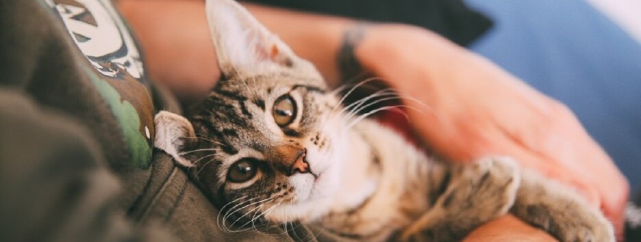 Кот без хлопот: ТОП-5 самых "удобных" пород для содержания в квартире (фото)