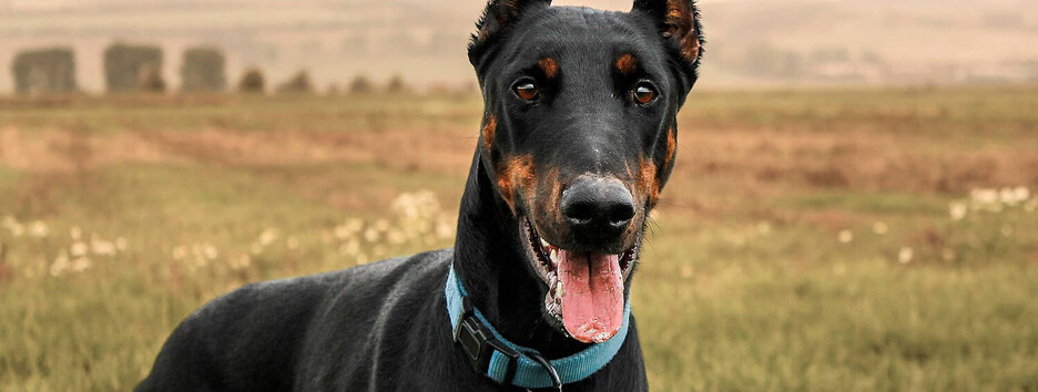 У Києві медики врятували поранене цуценя від жорстокого господаря (фото, відео)