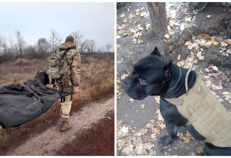Пес на Донбассе вернулся на трех лапах из ловушки боевиков - фото - фото 1