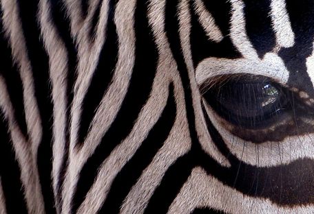 Почему зебры полосатые: выводим их на чистую воду