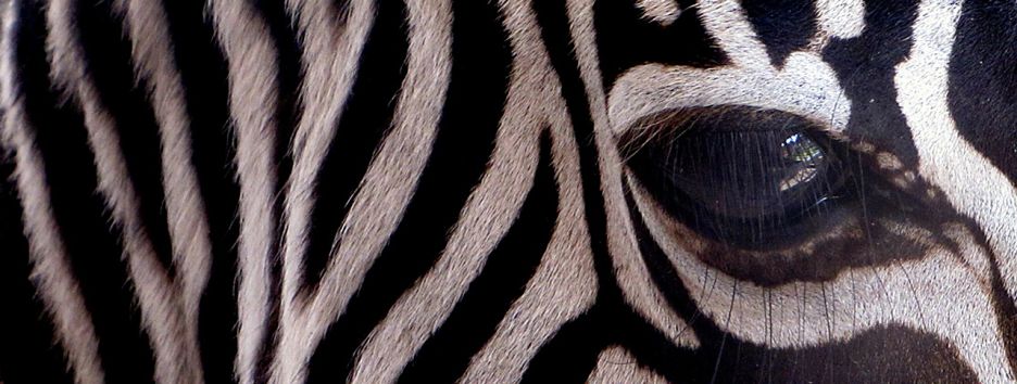 Почему зебры полосатые: выводим их на чистую воду