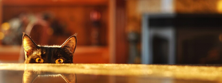 Шпион по соседству: знаки, которые любят следить за партнерами