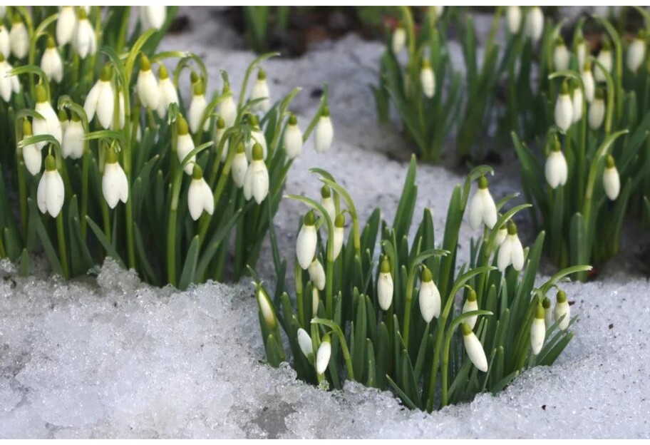 У Києві розцвіли проліски - синоптики спрогнозували, чи буде весна раніше за термін - фото 1