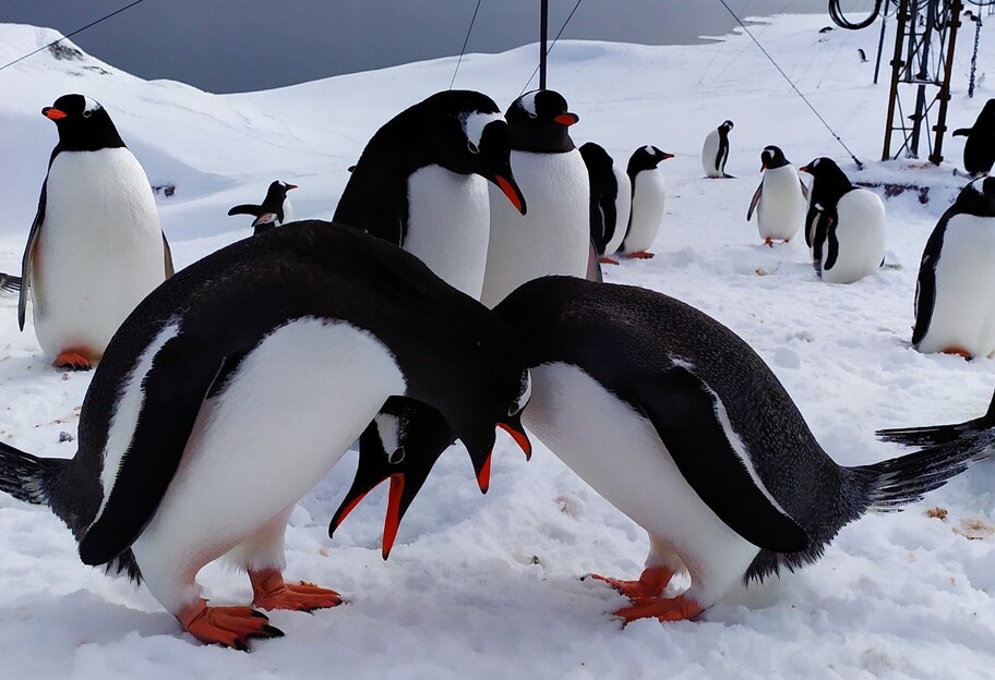 День святого Валентина - полярники показали романтические фото пингвинов - фото 1