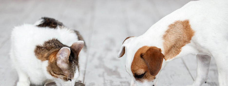 Если нет корма: что приготовить домашним животным из подручных продуктов