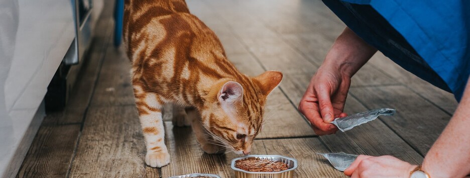 Где купить корм: в Украине появилась карта работающих зоомагазинов