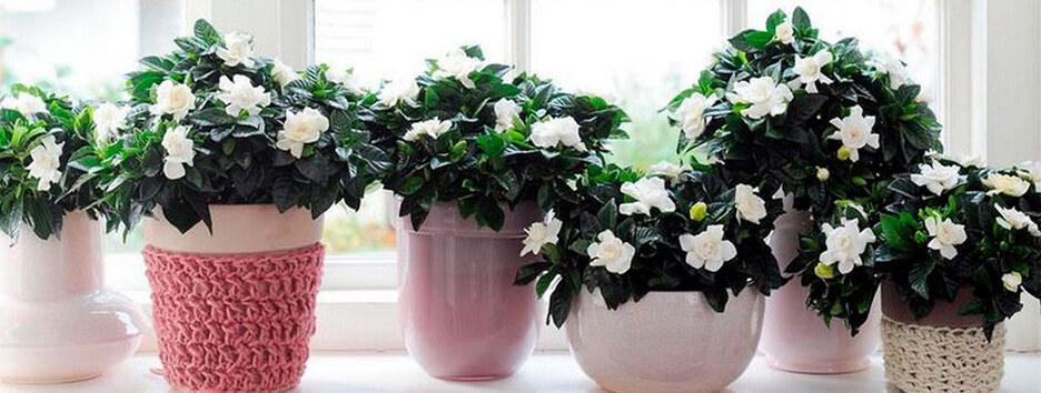 Совет всем знакам Зодиака: какое растение посадить, чтобы привлечь удачу   