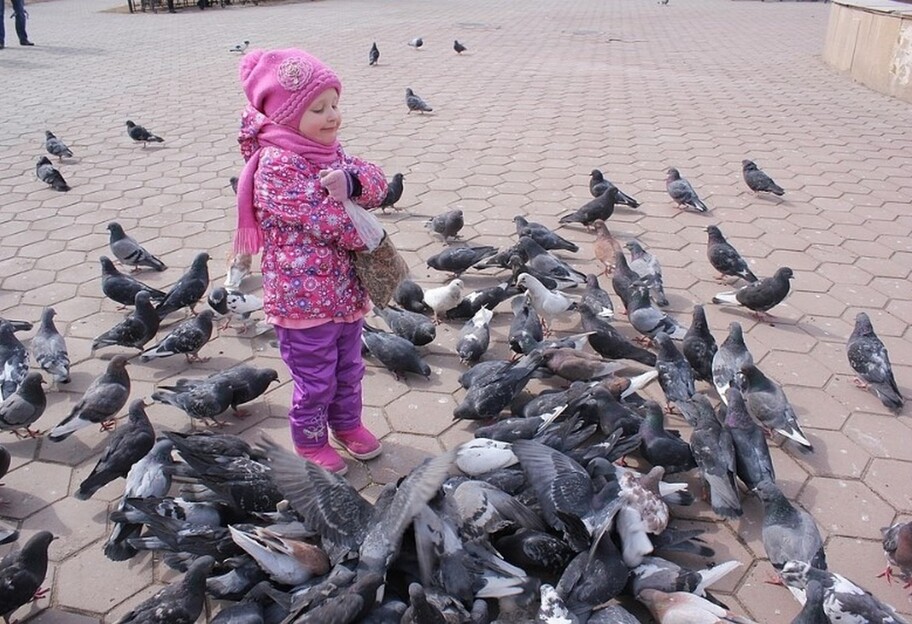 Біолабораторії США в Україні – росіяни закликають сусідів не годувати голубів - фото 1