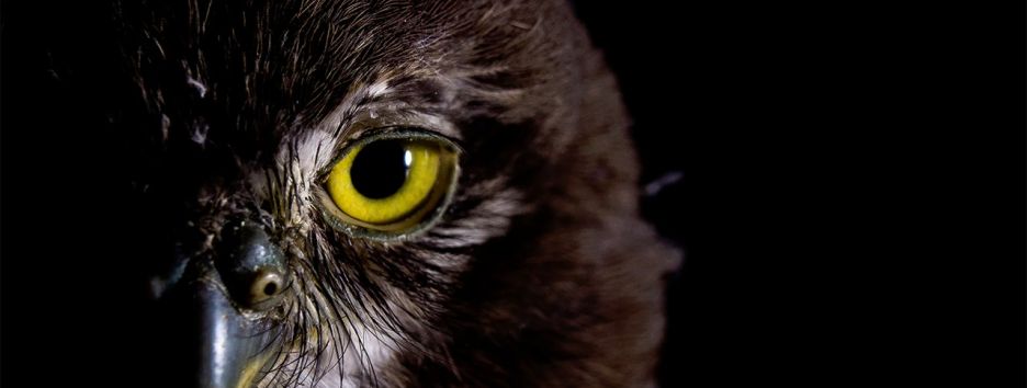 Объявлены финалисты конкурса World Wildlife Day