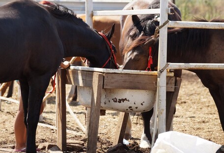 В Гостомеле оккупанты сожгли конюшню вместе с лошадьми (фото)