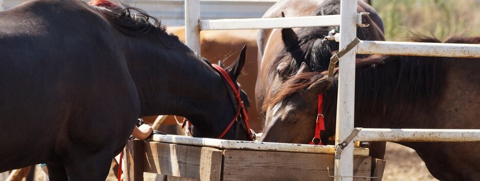 В Гостомеле оккупанты сожгли конюшню вместе с лошадьми (фото)