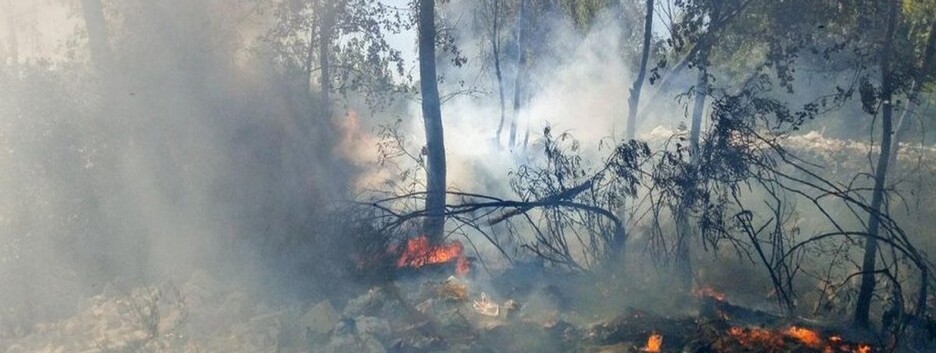 Киевлянам запретили посещать лесопарковые зоны: в чем причина