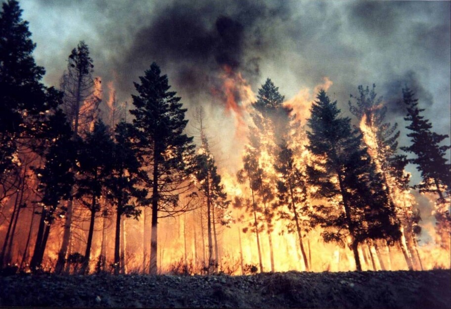 У зоні ЧАЕС горять ліси - через окупацію не можна розпочати гасіння - фото 1