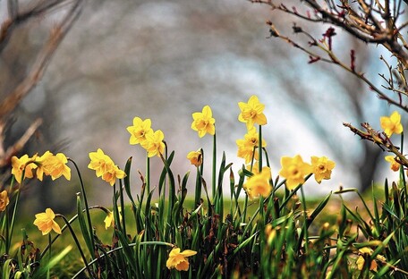 Погода в квітні: коли в Україну прийде справжня весна