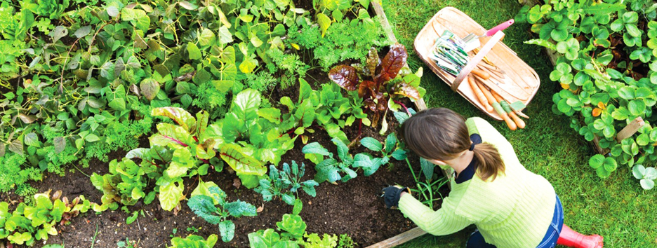 Посевная в Украине: когда лучше сажать овощи и полоть траву в апреле 