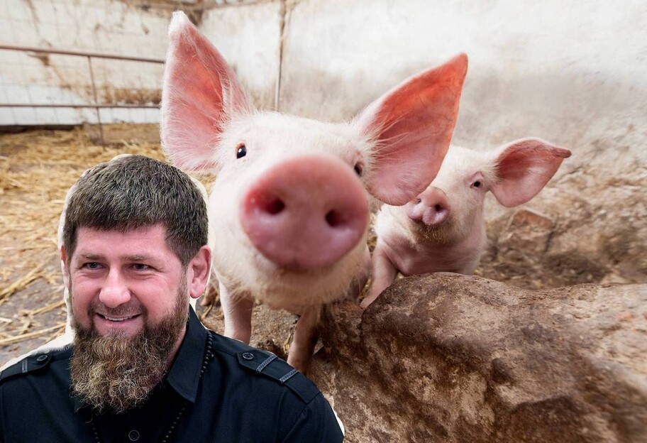 В Украине выращивают свиней породы Кадыровская, фото  - фото 1
