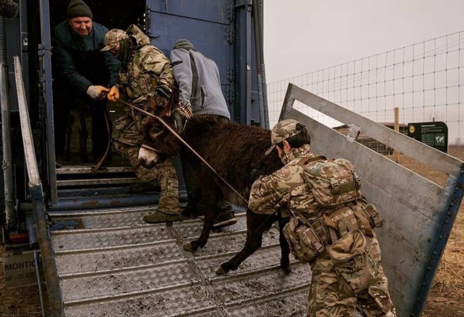 Зоопарк под Киевом пострадал от обстрелов - фото спасенных животных - фото 1