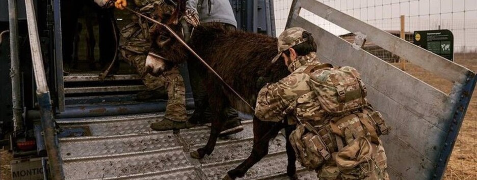 Наворачиваются слезы: волонтеры показали животных, спасенных из зоопарка под Киевом