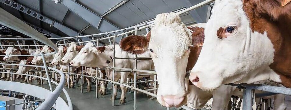 Окупанти розстріляли корів на фермі, щоб українські діти не отримували молоко