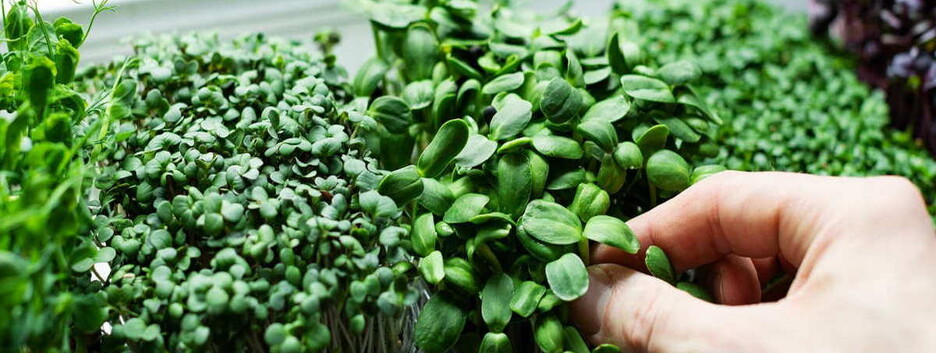 Выращивание зелени в квартире: что понадобится вам в первую очередь