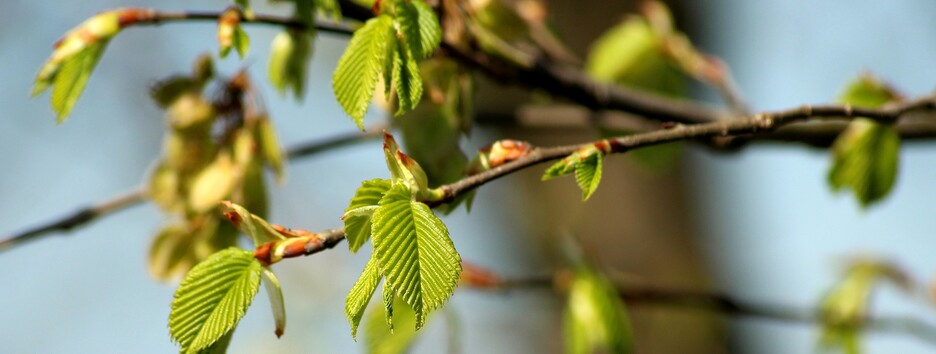 Дожди и потепление до +25: украинцев в апреле ждут погодные качели