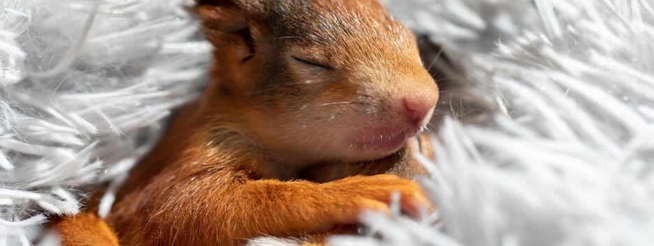 Бійці ЗСУ врятували маленьке білченятко: у мережі показали миле відео