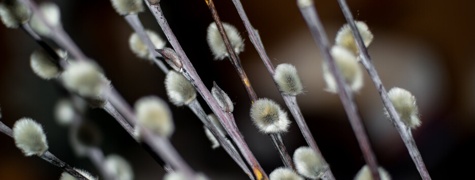 Вербное воскресенье: как правильно святить вербу