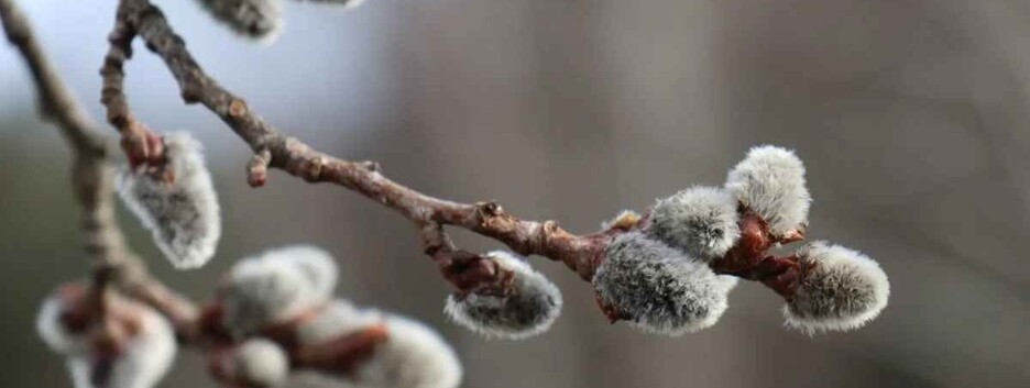 Солнечные дни сменятся холодом: какой будет погода в Вербное воскресенье