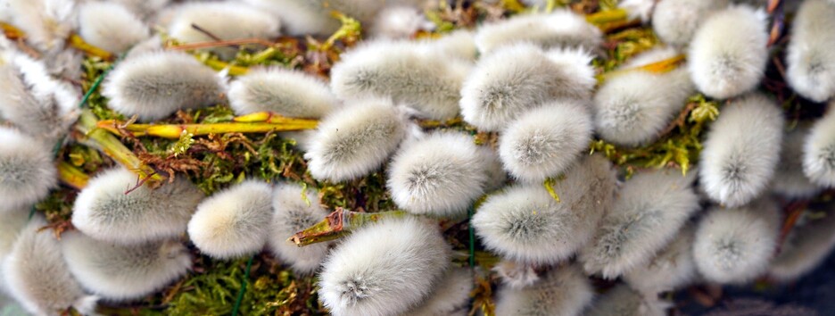 Верба придет – болезнь унесет: история и традиции Вербного воскресенья