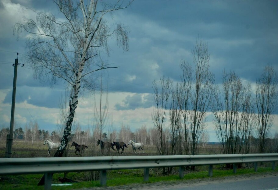 В Киевской области путешествуют собаки, свиньи и лошади, выжившие во время боев - фото - фото 1