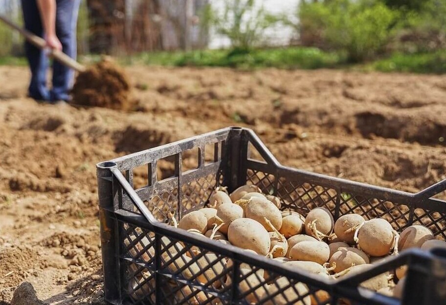Як правильно садити картоплю - поради новачкам - фото 1