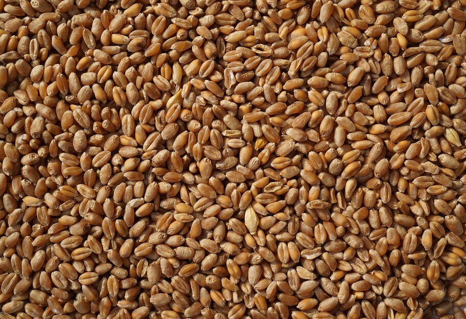 В Запорожской области россияне грабят крестьян – украли более 60 тонн пшеницы - фото 1