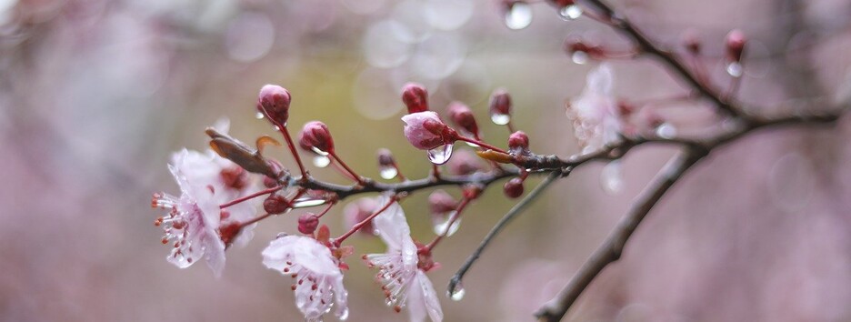 Погода в Украине на 2 мая: в каких областях пройдут дожди