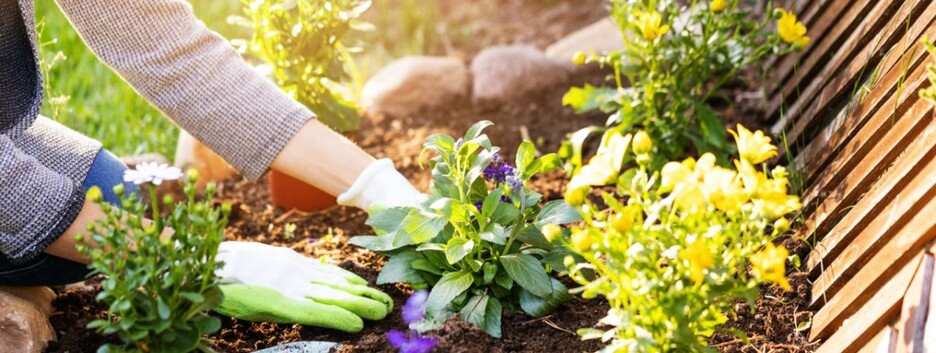 Посівний календар садівника: що висадити у відкритий ґрунт у травні