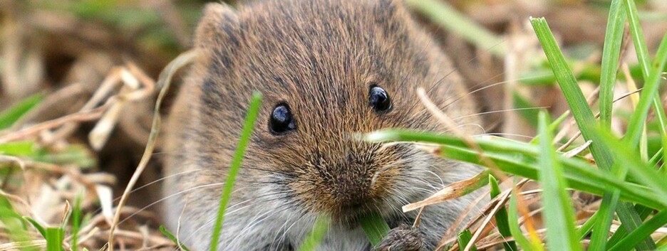 Гуманні міри: рослини, які проженуть гризунів з вашого городу