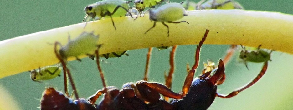 Мал клоп, да вонюч: два действенных способа избавиться от насекомых-вредителей