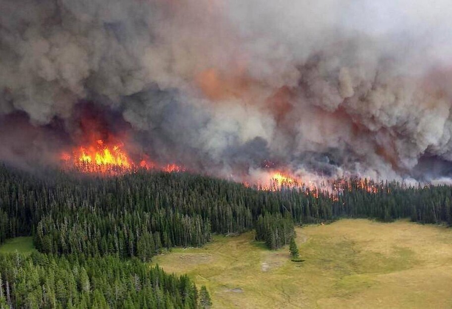 Горит лес в Сибири - преступники тушат пожары  - фото 1