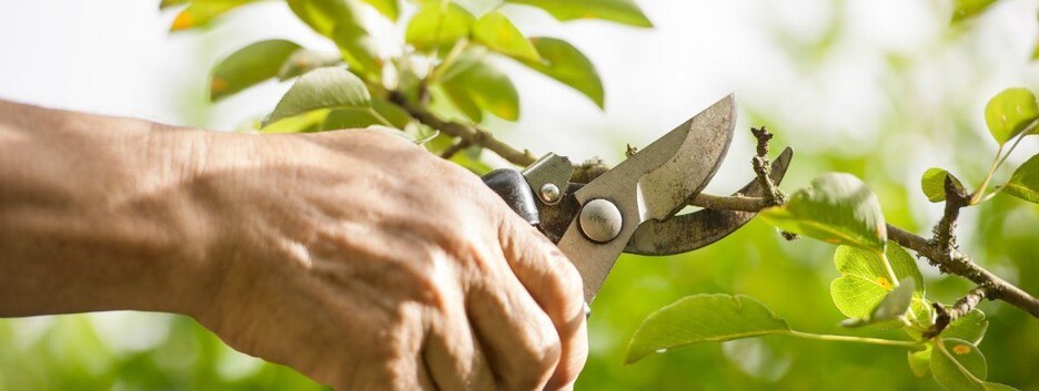 Весенняя обрезка деревьев: полезные советы и благоприятные дни в мае