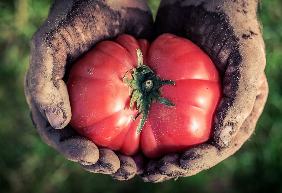 Советы по выращиванию помидоров - как сделать томаты сладкими - фото 1