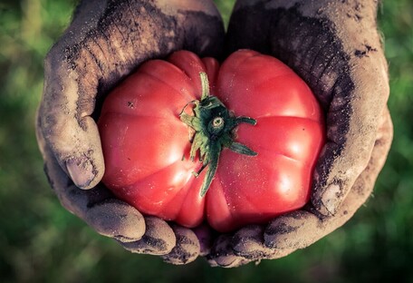 Хоть варенье вари: как вырастить сладкие помидоры на даче