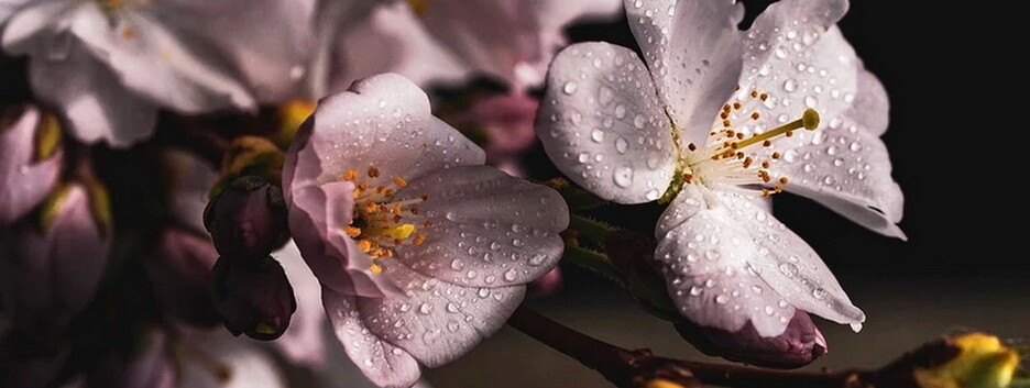 Погода в Украине на 16 мая: в каких областях пройдут дожди