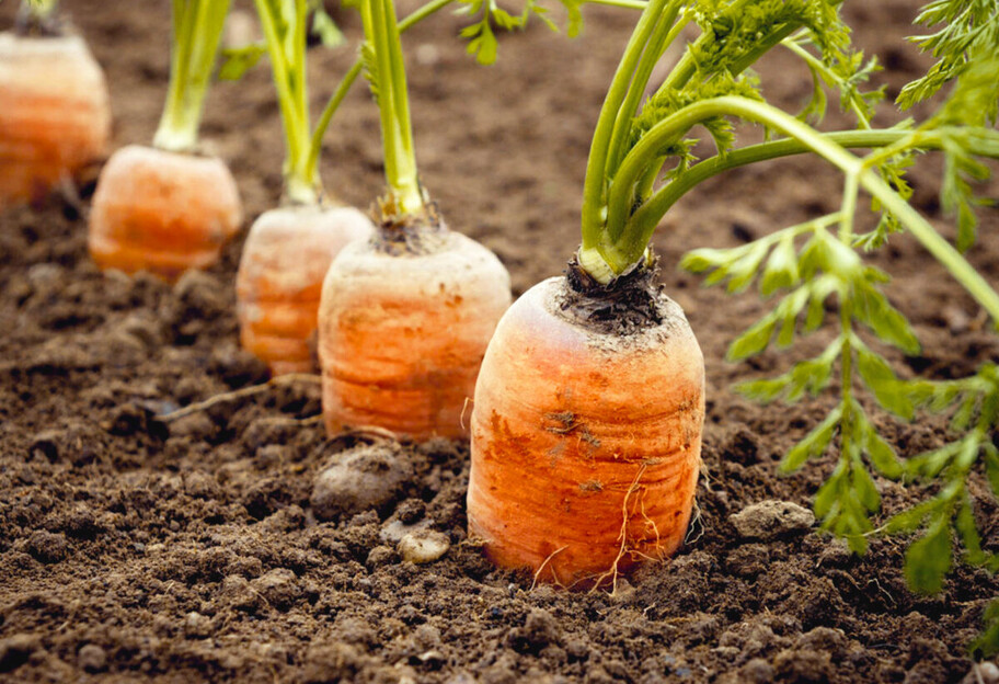Как получить богатый урожай моркови - список народных средств - фото 1
