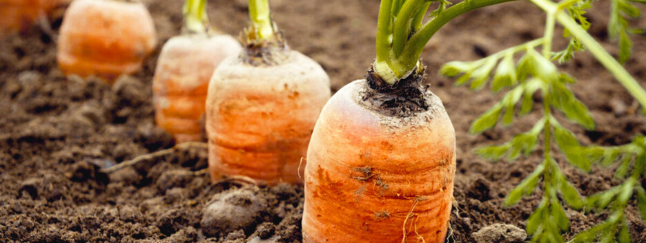 Чем подкармливать морковь, чтобы получился щедрый урожай: народные средства