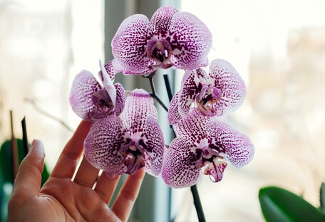 Как заставить орхидею зацвести: флористы дали 5 советов