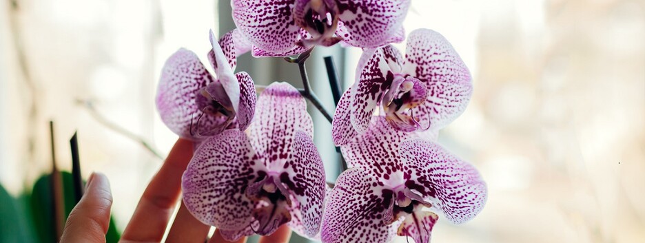 Як змусити орхідею квітнути: флористи дали 5 порад