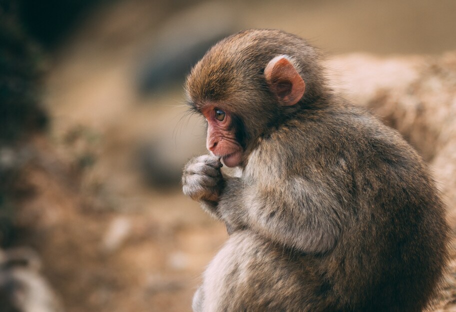Спалах мавпячої віспи - Комаровський розповів, як захиститись - фото 1