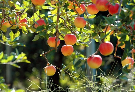 Как уберечь плодовые деревья от парши и боярышницы: действенные средства