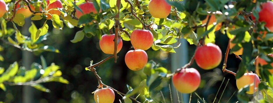Як уберегти плодові дерева від парші та глоду: дієві засоби